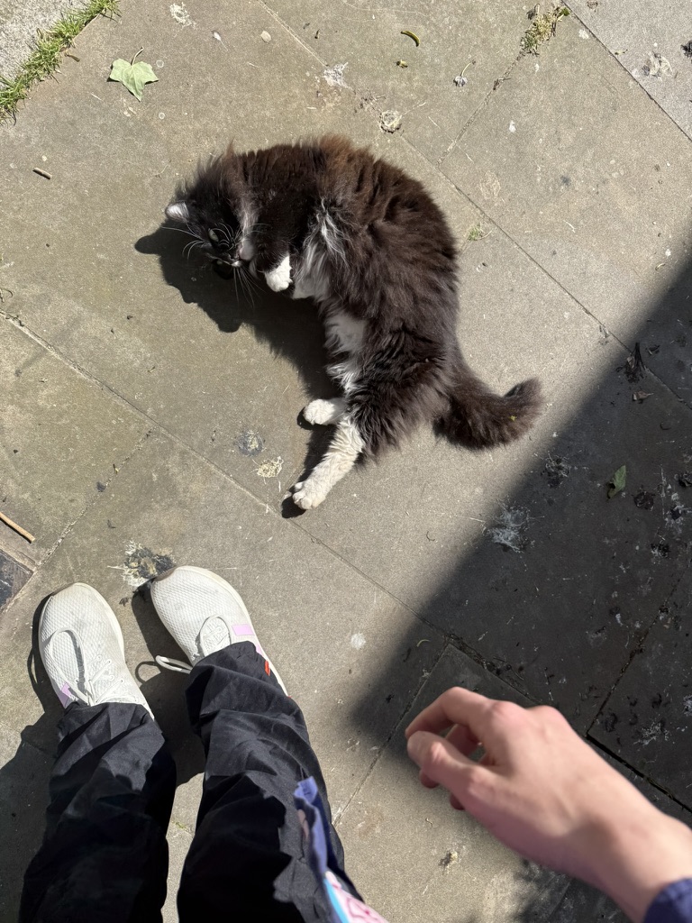 Here is a cat that I met